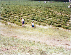 YoungChildren