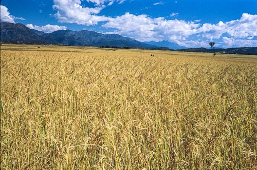 AF_CS00046.jpg AF_CS00046.jpg