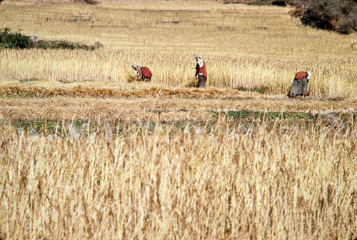 AF_CS00213.jpg AF_CS00213.jpg