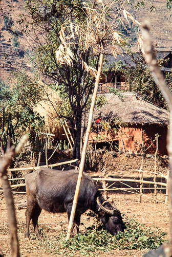 AF_CS00233.jpg AF_CS00233.jpg