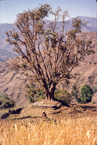 AF_CS00614.jpg AF_CS00614.jpg