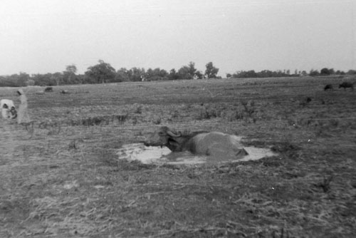 AD085.jpg AD085.jpg