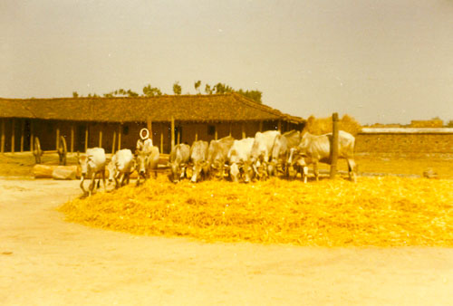 AD095.jpg AD095.jpg