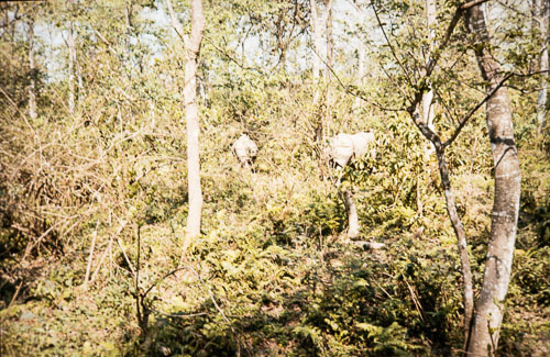 BH_CS000194.jpg