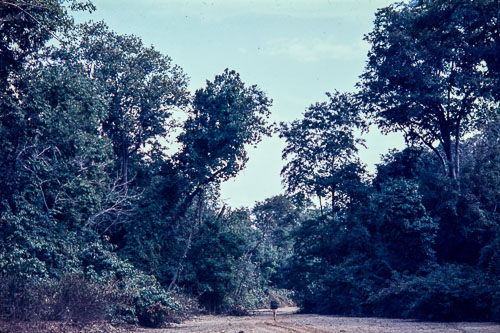 Gerald Oicles