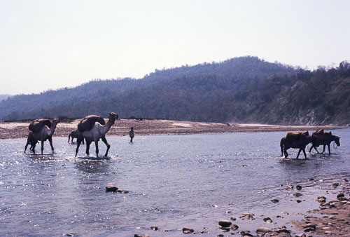 Camels_in_River.jpg