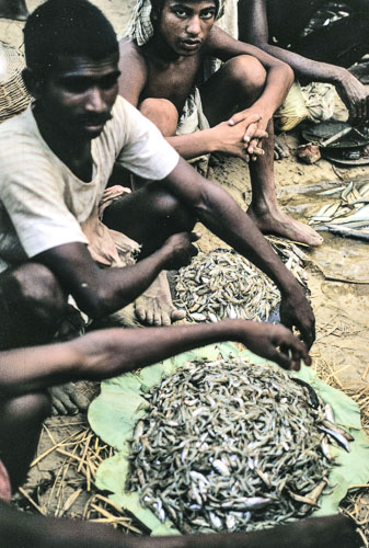 Fish_in_Bazaar.jpg