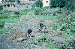 SU-0080.jpg SU-0080.jpg