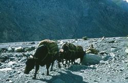 SU-0099.jpg SU-0099.jpg