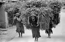 fodder-bearers-pokhara-kaski-district-nepal-circa-1973-74_4284088292_o.jpg