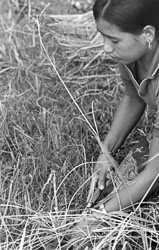 portrait-of-gurung-woman-harvesting-rice-mauja-village-kaski-district-nepal-circa-1973-74_4142735400_o.jpg