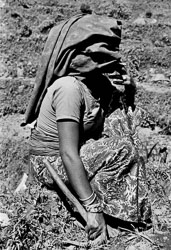 rice-fields-cigarette-break-gurung-village-nepal-circa-1973-74_4428301390_o.jpg