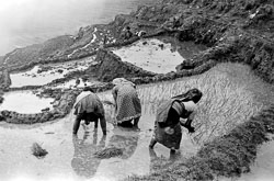 rice-fields-gurung-village-nepal-circa-1973-74_4427522185_o.jpg