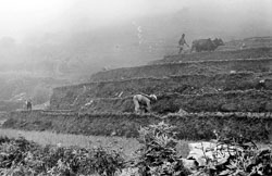 rice-fields-gurung-village-nepal-circa-1973-74_4427530869_o.jpg