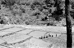 rice-fields-gurung-village-nepal-circa-1973-74_4428293810_o.jpg
