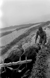 rice-fields-gurung-village-nepal-circa-1973-74_4428295362_o.jpg