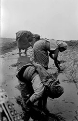 rice-fields-gurung-village-nepal-circa-1973-74_4428297068_o.jpg