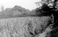 trekker-in-rice-field-nepal-circa-1973-74_4299716836_o.jpg