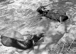 water-buffalo-nepal-circa-1973-74_4318158382_o.jpg